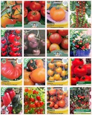 TOMATO SEEDS SELECTION -