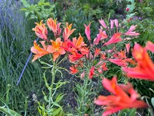 Alstroemeria-Mix-20 -Home