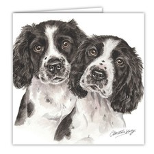 Springer Spaniel Puppies