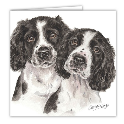 Springer spaniel puppies - springer,