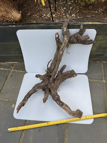 Fish tank bogwood - fish,