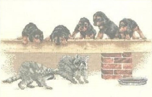 Sneakers racoons and puppies - racoons,