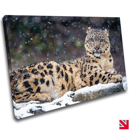 Snow leopard big cat animal - snow,