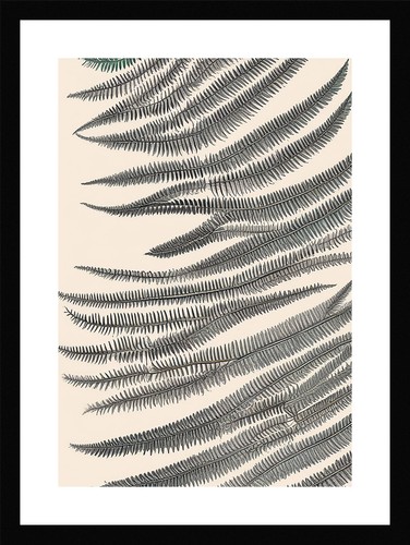 Exquisite fern fronds - fern, print