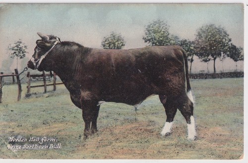 Postcard c1905 morden hall - morden,