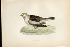 Snow Bunting Morris British
