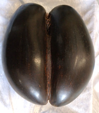 Original Vintage Coco De Mer Seed Pod Bum Nut Carved Basket Begging Bowl