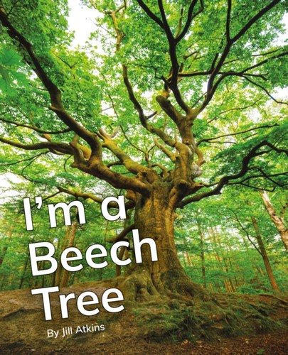 Beech tree - im,