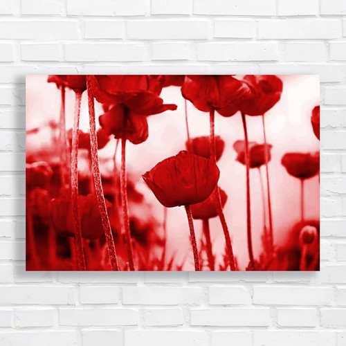 Poppy blooming field - blooming,