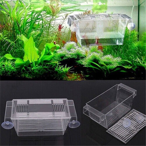 Large breeding aquarium fish - large,
