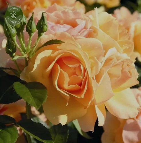 Queen bee rose amber - bee, yellow