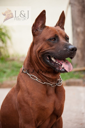 Dog choker choke chain - dog,
