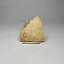 Large Real Fossil Egg Shell