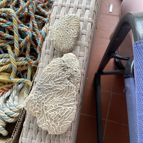 Fossilized brain coral - brain,