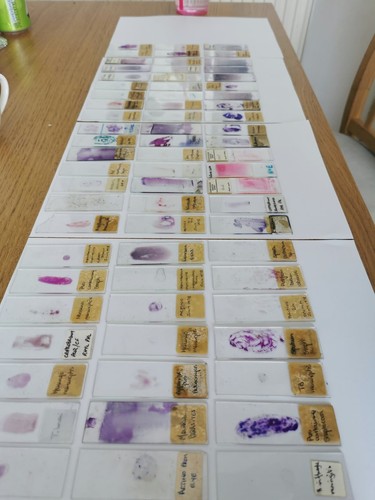 Vintage microscope slides - vintage,