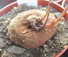 STEPHANIA ERECTA - choice