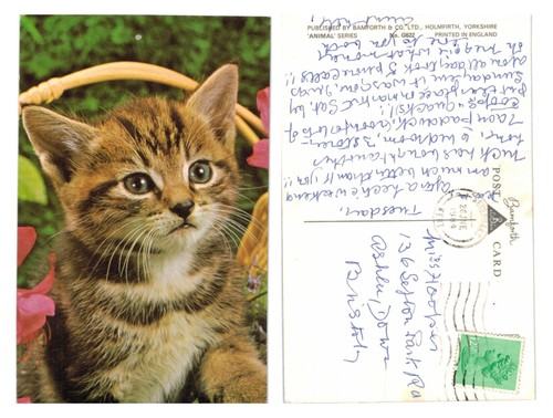 Postcard cute tabby kitten - -,
