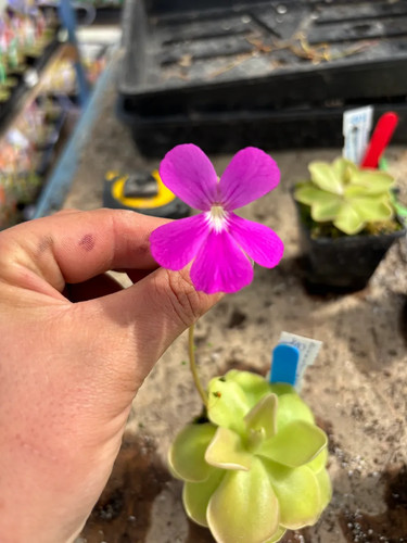 Pinguicula pirouette - pinguicula,