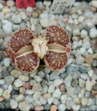 Lithops julii ‘Kikusiyo Giyoku’  rare cultivar 35 seeds