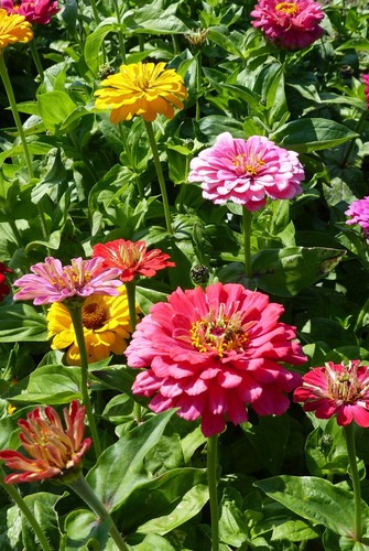 Zinnia elegans african - zinnia,