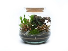 DIY Bonsai Closed Terrarium
