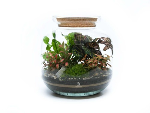 Diy bonsai closed terrarium - closed,