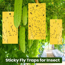 Yellow sticky fly - sticky, fruit