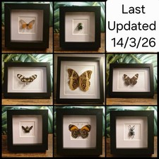 Real insect butterfly frame - real,