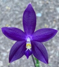 Super FRAGRANT Phalaenopsis KS Samera ‘Shooting Star’ x violacea ‘Thick’