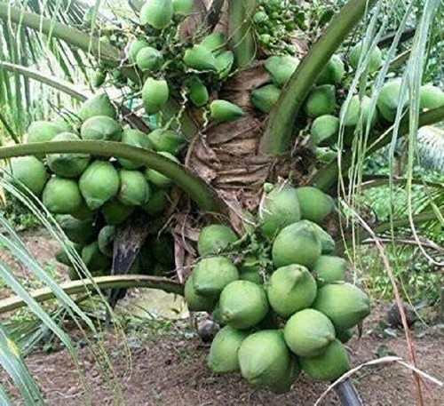 Coconut palm tree - tree, (green)
