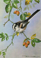 Long-tailed Tit Bird Picture Old Print Basil Ede 1980 approx 4.375" x 6.125"