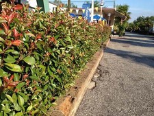 10 Photinia Red Robin