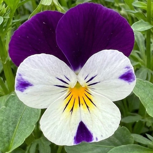 Winter flowering viola white - flowering,