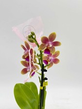 Aromio Scented Phalaenopsis
