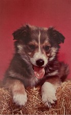 Vintage Puppy Postcard Sheltie