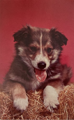 Vintage puppy postcard - postcard, sheltie