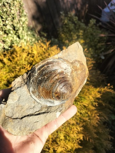 Middle lias bivalve ammonite - lias,