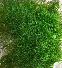 20g  Riccia fluitans Floating