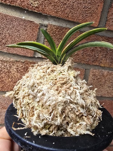 Vanda falcata shiragi rare - falcata,