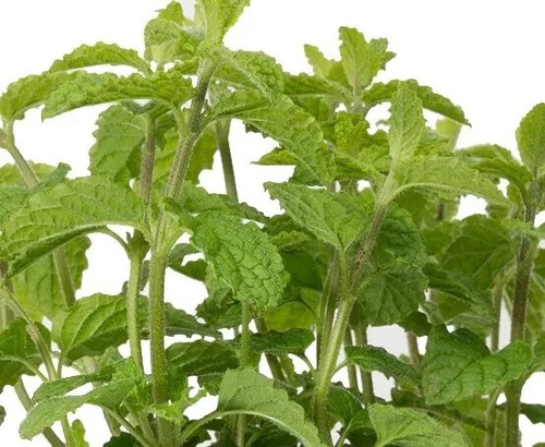 Herb plants garden ready - herb,