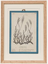 Native Flora of Europe - Framed 19th Century Lithograph, Lycopodium Clavatum