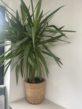 Yukka Plant In Basket
