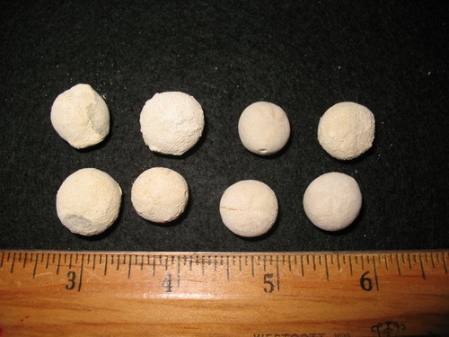 Cretaceous echinoid sea urchin