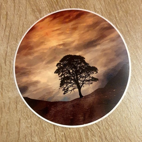 Sycamore gap vinyl sticker - sycamore,