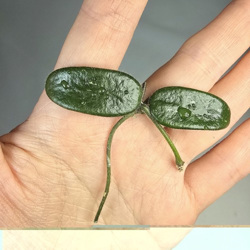 Hoya lyi small leaves fresh - lyi,