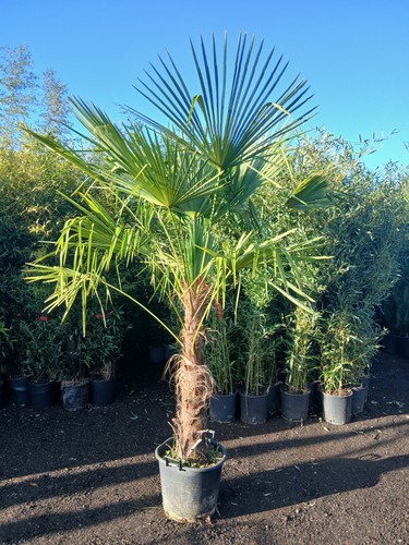 Trachycarpus fortunei fan palm - trachycarpus,