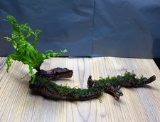 Java fern windelov - fern, on