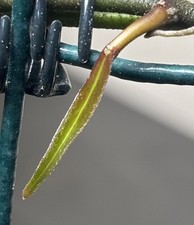 Hoya Sp Sulawesiana Splash