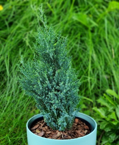 2ltr chamaecyparis lawsoniana - chamaecyparis,