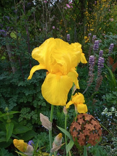 Iris germanica ola - iris, germanica.